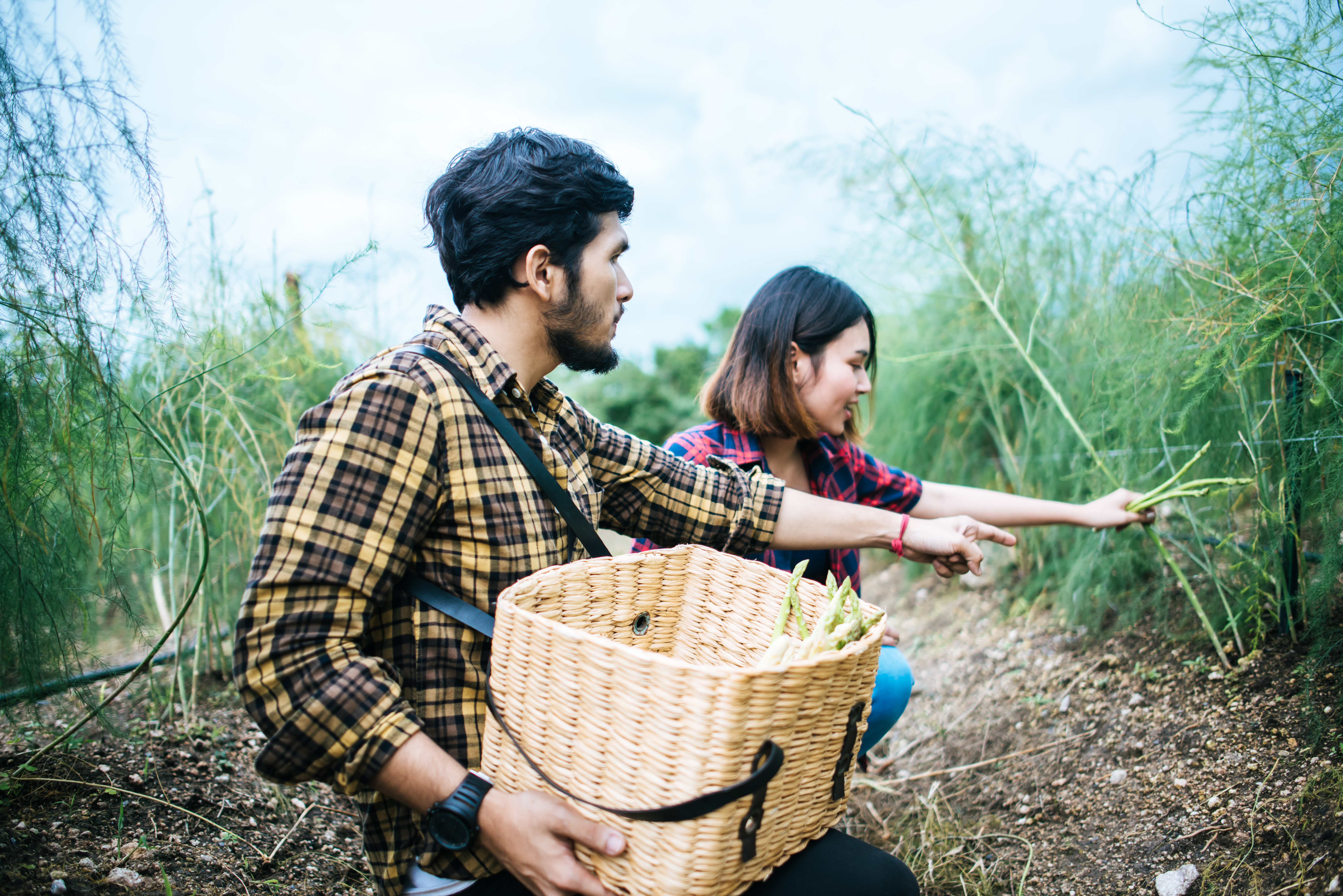 A young couple working together in a green farm field, harvesting fresh asparagus and placing them into a woven basket capturing the joy of hands-on learning and connection with nature during a meaningful volunteer travel experience.